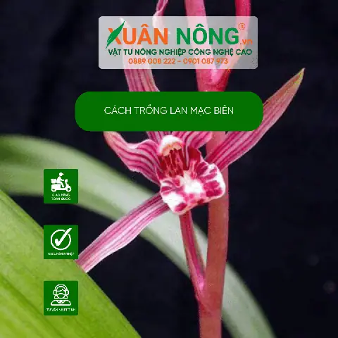 Cách Trồng Địa Lan Mạc Biên: Hướng Dẫn Từ Giá Thể Đến Kích Thích Ra Hoa
