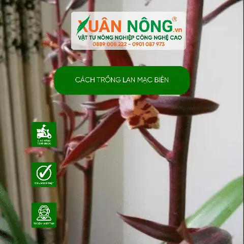 Cách Trồng Địa Lan Mạc Biên: Hướng Dẫn Từ Giá Thể Đến Kích Thích Ra Hoa