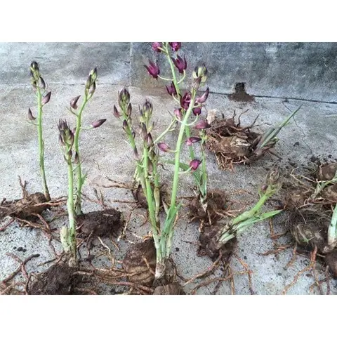 Cách Trồng Và Chăm Sóc Địa Lan Tứ Thời Tại Nhà Cho Người Mới Cách Trồng Và Chăm Sóc Địa Lan Tứ Thời Tại Nhà Cho Người Mới