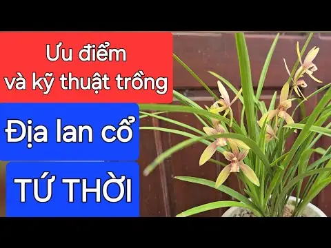 Cách Trồng Và Chăm Sóc Địa Lan Tứ Thời Tại Nhà Cho Người Mới Cách Trồng Và Chăm Sóc Địa Lan Tứ Thời Tại Nhà Cho Người Mới
