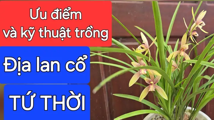 Cách Trồng Và Chăm Sóc Địa Lan Tứ Thời Tại Nhà Cho Người Mới Cách Trồng Và Chăm Sóc Địa Lan Tứ Thời Tại Nhà Cho Người Mới