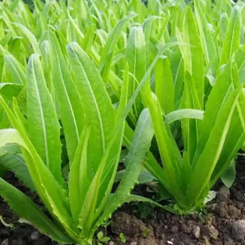 Hướng Dẫn Cách Trồng Rau Diếp Thơm Tại Nhà Từ Hạt Đến Thu Hoạch: Quy Trình Chi Tiết, Chăm Sóc Và Lỗi Thường Gặp Hướng Dẫn Cách Trồng Rau Diếp Thơm Tại Nhà Từ Hạt Đến Thu Hoạch: Quy Trình Chi Tiết, Chăm Sóc Và Lỗi Thường Gặp