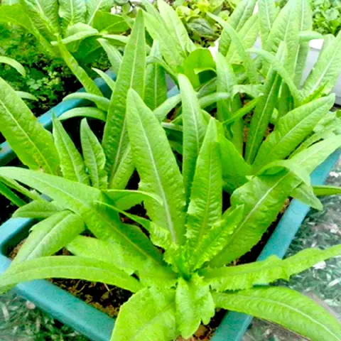 Hướng Dẫn Cách Trồng Rau Diếp Thơm Tại Nhà Từ Hạt Đến Thu Hoạch: Quy Trình Chi Tiết, Chăm Sóc Và Lỗi Thường Gặp Hướng Dẫn Cách Trồng Rau Diếp Thơm Tại Nhà Từ Hạt Đến Thu Hoạch: Quy Trình Chi Tiết, Chăm Sóc Và Lỗi Thường Gặp