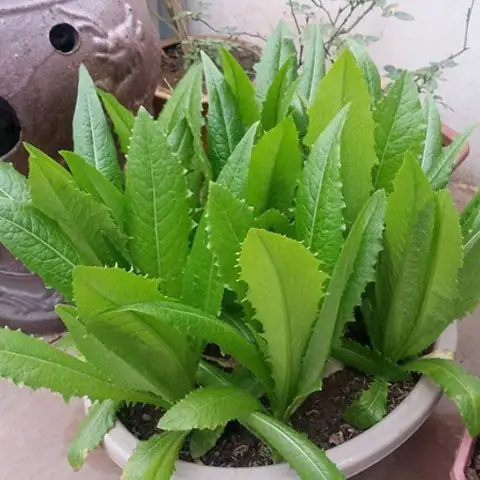 Hướng Dẫn Cách Trồng Rau Diếp Thơm Tại Nhà Từ Hạt Đến Thu Hoạch: Quy Trình Chi Tiết, Chăm Sóc Và Lỗi Thường Gặp Hướng Dẫn Cách Trồng Rau Diếp Thơm Tại Nhà Từ Hạt Đến Thu Hoạch: Quy Trình Chi Tiết, Chăm Sóc Và Lỗi Thường Gặp