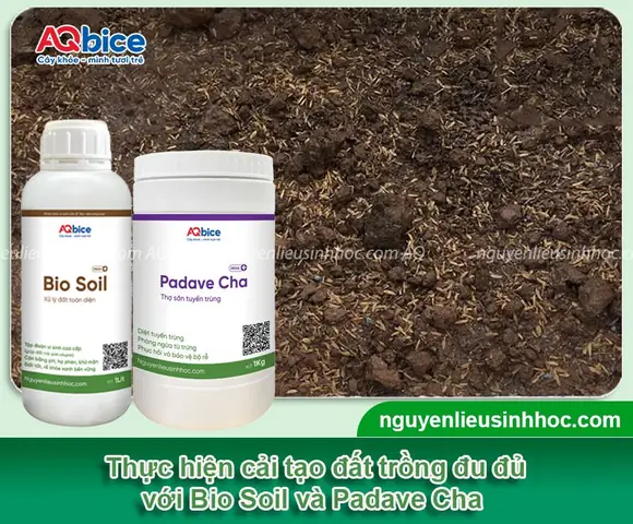 Cách Trồng Đu Đủ Bonsai Tại Nhà: Tạo Dáng Đẹp Và Chăm Sóc Cây Cảnh Tết Cách Trồng Đu Đủ Bonsai Tại Nhà: Tạo Dáng Đẹp Và Chăm Sóc Cây Cảnh Tết