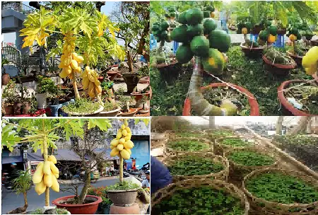 Cách Trồng Đu Đủ Bonsai Tại Nhà: Tạo Dáng Đẹp Và Chăm Sóc Cây Cảnh Tết Cách Trồng Đu Đủ Bonsai Tại Nhà: Tạo Dáng Đẹp Và Chăm Sóc Cây Cảnh Tết