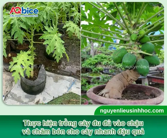 Cách Trồng Đu Đủ Bonsai Tại Nhà: Tạo Dáng Đẹp Và Chăm Sóc Cây Cảnh Tết Cách Trồng Đu Đủ Bonsai Tại Nhà: Tạo Dáng Đẹp Và Chăm Sóc Cây Cảnh Tết