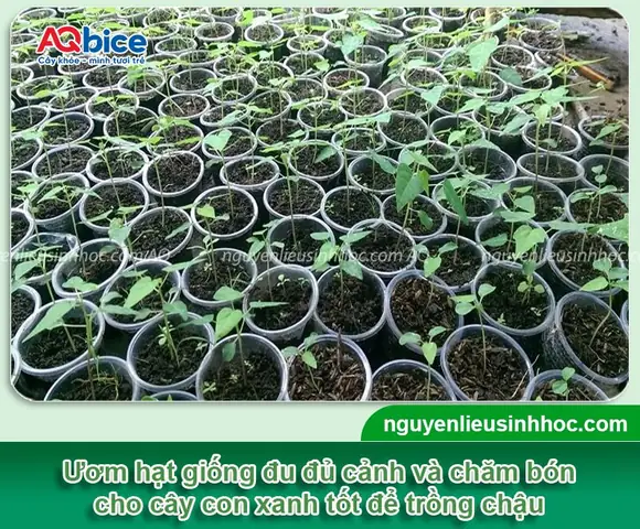 Cách Trồng Đu Đủ Bonsai Tại Nhà: Tạo Dáng Đẹp Và Chăm Sóc Cây Cảnh Tết Cách Trồng Đu Đủ Bonsai Tại Nhà: Tạo Dáng Đẹp Và Chăm Sóc Cây Cảnh Tết