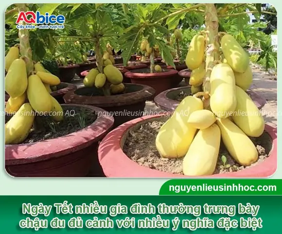 Cách Trồng Đu Đủ Bonsai Tại Nhà: Tạo Dáng Đẹp Và Chăm Sóc Cây Cảnh Tết Cách Trồng Đu Đủ Bonsai Tại Nhà: Tạo Dáng Đẹp Và Chăm Sóc Cây Cảnh Tết