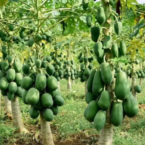 Hướng Dẫn Cách Trồng Đu Đủ Lùn Ruột Đỏ Trong Chậu: Từ Chọn Giống, Đất Đến Chăm Sóc, Thụ Phấn Cho Cây Sai Trĩu Quả Ngọt