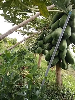 Cách Trồng Đu Đủ Vàng: Quy Trình Từ Chọn Giống Đến Thu Hoạch