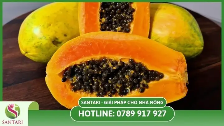Cách Trồng Đu Đủ Vàng: Quy Trình Từ Chọn Giống Đến Thu Hoạch