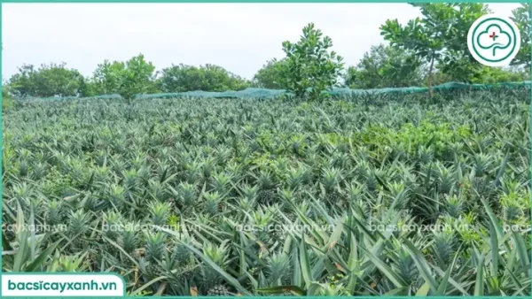 Hướng Dẫn Cách Trồng Dứa Cho Nhiều Quả: Kỹ Thuật Chuẩn Từ Chọn Giống Đến Thu Hoạch Vụ 1, Vụ 2
