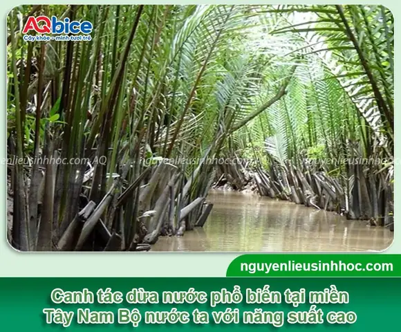 Cách Trồng Dừa Cho Nước Ngọt: Toàn Quy Trình Chọn Giống, Trồng Và Chăm Sóc Đạt Chất Lượng Cao
