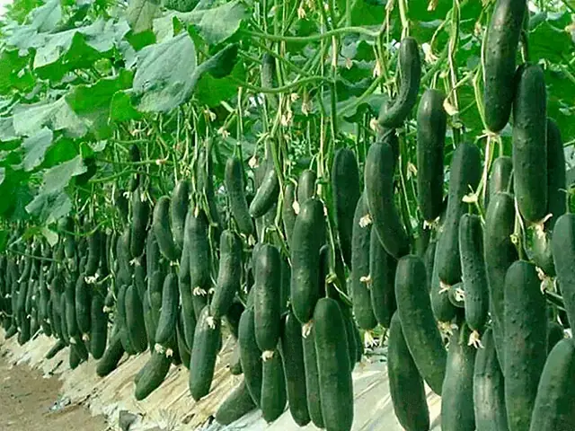 Hướng Dẫn Bấm Ngọn Dưa Chuột Đúng Kỹ Thuật: Thời Điểm, Cách Cắt Theo Từng Giống & Chăm Sóc Sau