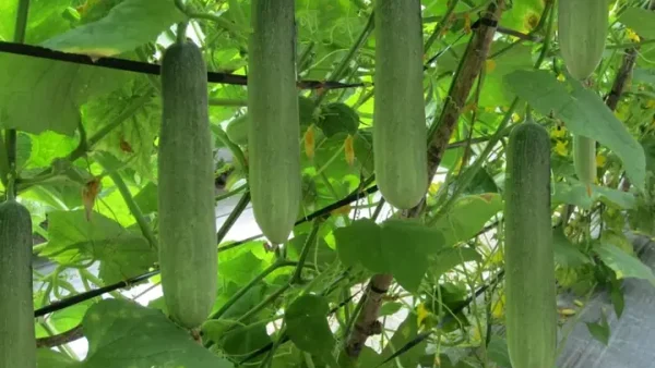 Hướng Dẫn Kỹ Thuật Trồng Dưa Chuột Bao Tử Trong Nhà Kính Chuẩn Quy Trình, Năng Suất Cao Từ A-Z
