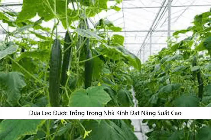 Hướng Dẫn Kỹ Thuật Trồng Dưa Chuột Bao Tử Trong Nhà Kính Chuẩn Quy Trình, Năng Suất Cao Từ A-Z