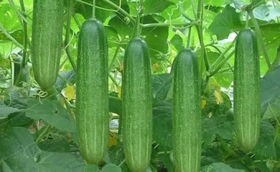 Cách Trồng Dưa Chuột Mùa Hè (vụ Xuân Hè) Đúng Kỹ Thuật: Thời Vụ, Chọn Giống, Chăm Sóc & Thu Hoạch Cao