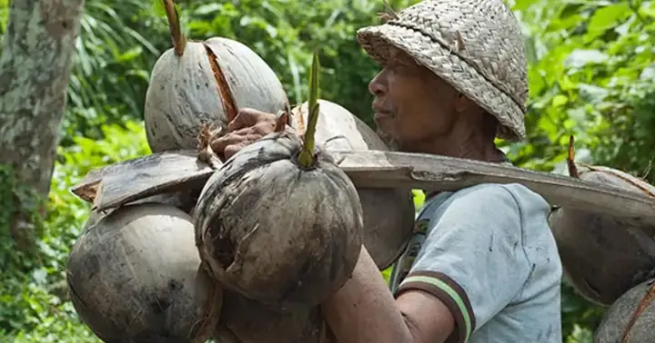 Hướng Dẫn Cách Trồng Dừa Ẻo (xiêm) Chuẩn Kỹ Thuật: Chọn Giống, Trồng, Chăm Sóc Cho Trái Ngọt, Sớm Thu Hoạch Hướng Dẫn Cách Trồng Dừa Ẻo (xiêm) Chuẩn Kỹ Thuật: Chọn Giống, Trồng, Chăm Sóc Cho Trái Ngọt, Sớm Thu Hoạch