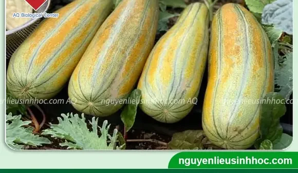 Hướng Dẫn Cách Trồng Dưa Gang Quảng Nam Chuẩn Kỹ Thuật: Từ Ươm Hạt Đến Thu Hoạch Nhiều Trái, Lớn Quả