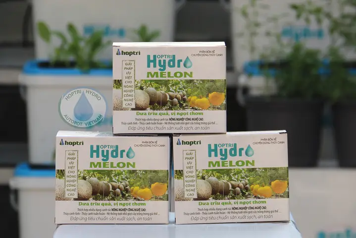 Hướng Dẫn Trồng Dưa Lưới, Dưa Lê Trên Sân Thượng Từ A-Z: Kỹ Thuật, Chăm Sóc Và Bí Quyết Trái Ngọt Mọng Nước