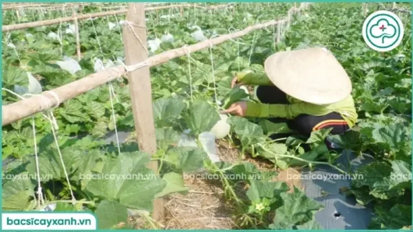 Hướng Dẫn Cách Trồng Dưa Lê Vàng Hàn Quốc: Kỹ Thuật Từ A-Z Theo Mùa Vụ Và Mô Hình Trồng (chậu, Ruộng, Nhà Kính)