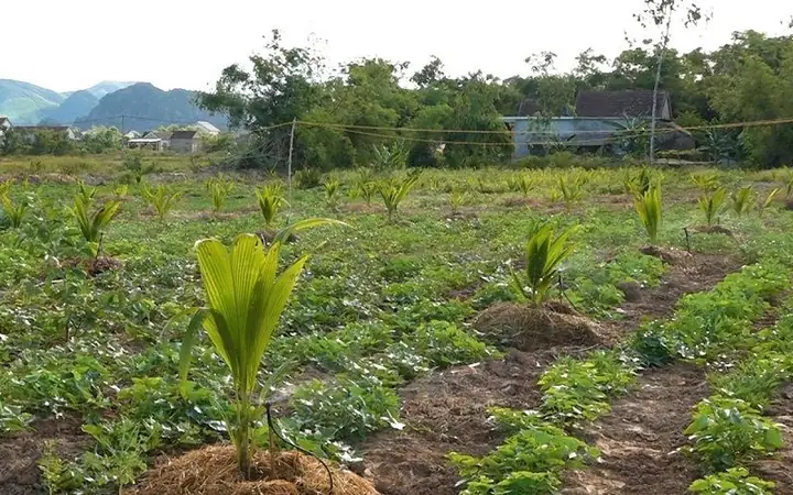 Hướng Dẫn Kỹ Thuật Trồng Dừa Xiêm Lùn Bến Tre Chuẩn Quy Trình, Chăm Sóc Đạt Năng Suất Cao Hướng Dẫn Kỹ Thuật Trồng Dừa Xiêm Lùn Bến Tre Chuẩn Quy Trình, Chăm Sóc Đạt Năng Suất Cao