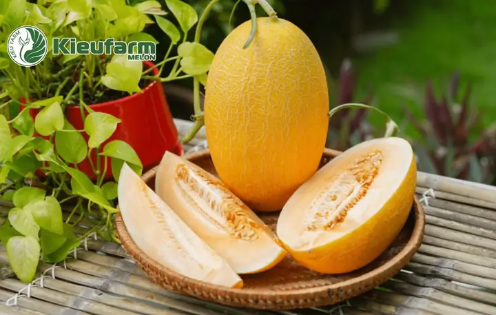 Hướng Dẫn Trồng Dưa Lưới Nhật Bản Từ Hạt A-Z: Kỹ Thuật Ưm, Chăm Sóc, Thụ Phấn Cho Trái Ngon, Đẹp Vân Tại Nhà