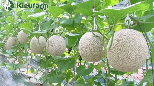 Hướng Dẫn Trồng Dưa Lưới Nhật Bản Từ Hạt A-Z: Kỹ Thuật Ưm, Chăm Sóc, Thụ Phấn Cho Trái Ngon, Đẹp Vân Tại Nhà