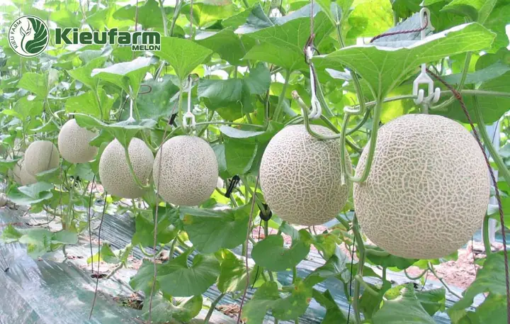 Hướng Dẫn Trồng Dưa Lưới Nhật Bản Từ Hạt A-Z: Kỹ Thuật Ưm, Chăm Sóc, Thụ Phấn Cho Trái Ngon, Đẹp Vân Tại Nhà