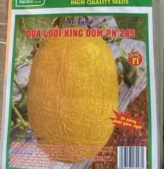 Hướng Dẫn Cách Trồng Dưa Lưới Ở Gò Vấp: Kỹ Thuật Nhà Màng, Chăm Sóc Và Địa Chỉ Mua Vật Tư Uy Tín