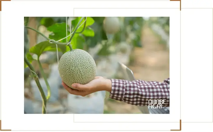 Cách Trồng Dưa Lưới Ở Xứ Nóng: Kỹ Thuật Trồng, Chăm Sóc Và Thu Hoạch Chuẩn Cho Trái Ngọt, Chống Nắng Nóng Cách Trồng Dưa Lưới Ở Xứ Nóng: Kỹ Thuật Trồng, Chăm Sóc Và Thu Hoạch Chuẩn Cho Trái Ngọt, Chống Nắng Nóng