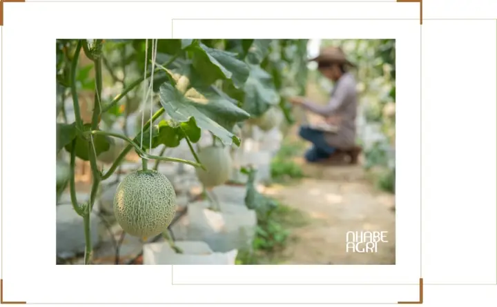 Cách Trồng Dưa Lưới Ở Xứ Nóng: Kỹ Thuật Trồng, Chăm Sóc Và Thu Hoạch Chuẩn Cho Trái Ngọt, Chống Nắng Nóng Cách Trồng Dưa Lưới Ở Xứ Nóng: Kỹ Thuật Trồng, Chăm Sóc Và Thu Hoạch Chuẩn Cho Trái Ngọt, Chống Nắng Nóng