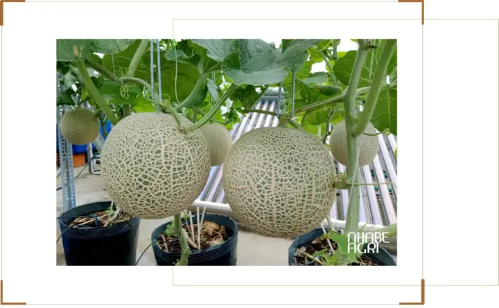 Cách Trồng Dưa Lưới Siêu Ngọt: Kỹ Thuật Chọn Giống, Tưới Bón Và Bí Quyết Đưa Trái Ngọt Thanh