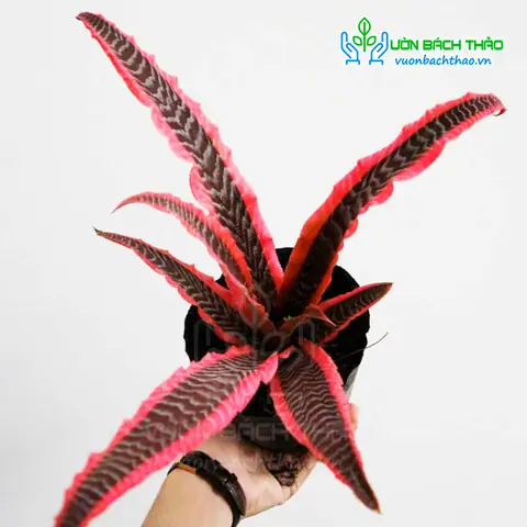 Hướng Dẫn Cách Trồng Dứa Phụng (dứa Hồng Phụng) Từ A-Z: Kỹ Thuật Trồng, Chăm Sóc Và Kích Hoa Đúng Mùa
