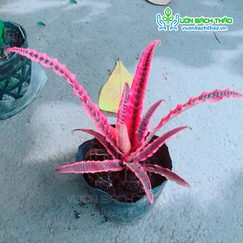 Hướng Dẫn Cách Trồng Dứa Phụng (dứa Hồng Phụng) Từ A-Z: Kỹ Thuật Trồng, Chăm Sóc Và Kích Hoa Đúng Mùa