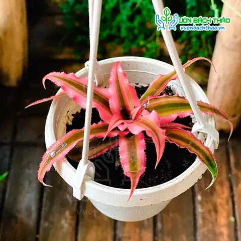 Hướng Dẫn Cách Trồng Dứa Phụng (dứa Hồng Phụng) Từ A-Z: Kỹ Thuật Trồng, Chăm Sóc Và Kích Hoa Đúng Mùa
