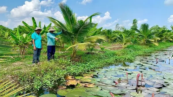 Hướng Dẫn Kỹ Thuật Trồng Dừa Trên Đất Cát Hiệu Quả Cao: Từ Chọn Giống, Cải Tạo Đất Đến Tưới Bón Theo Giai Đoạn