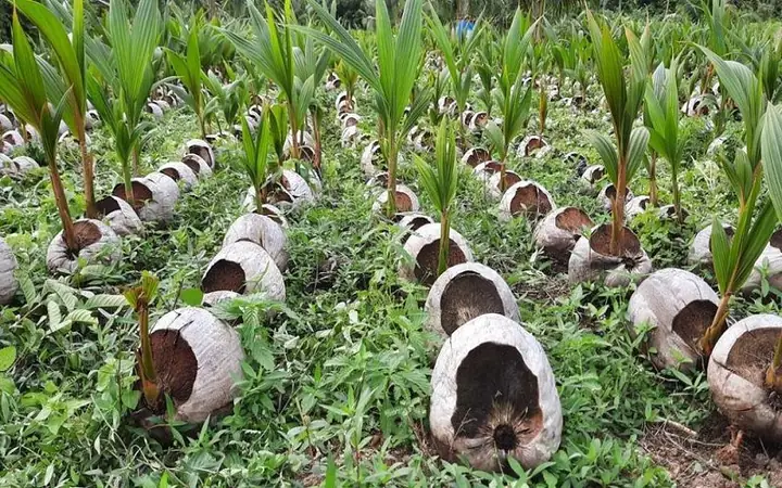 Hướng Dẫn Kỹ Thuật Trồng Dừa Trên Đất Cát Hiệu Quả Cao: Từ Chọn Giống, Cải Tạo Đất Đến Tưới Bón Theo Giai Đoạn