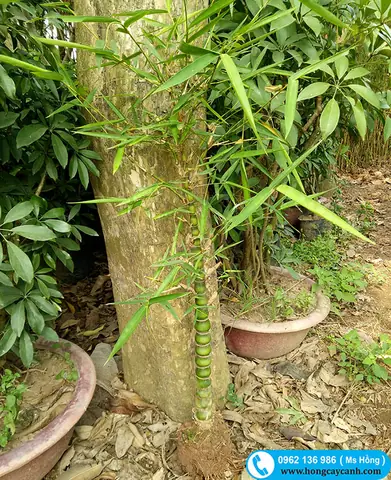 Hướng Dẫn Cách Trồng Và Chăm Sóc Cây Dùi Trống Ấn Độ (eriocaulon) Chuẩn Thủy Sinh: Từ Tham Số Nước, Trồng Cây Đến Xử Lý Rụng Lá, Nhân Giống
