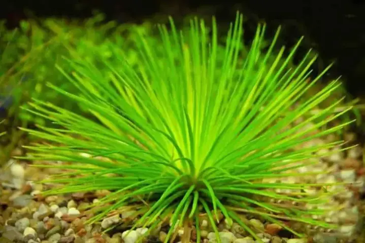 Cách Trồng Cỏ Dùi Trống (eriocaulon) Thành Công: Kỹ Thuật Cắm, Thông Số Nước, CO2 & Bí Quyết Chống Thối Tim, Ra Hoa
