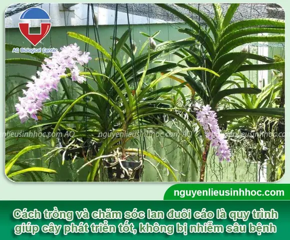 Hướng Dẫn Cách Trồng Lan Đuôi Cáo Từ A-Z: Trồng Chậu, Ghép Gỗ, Chăm Sóc Và Kích Hoa Rực Rỡ Cho Người Mới Hướng Dẫn Cách Trồng Lan Đuôi Cáo Từ A-Z: Trồng Chậu, Ghép Gỗ, Chăm Sóc Và Kích Hoa Rực Rỡ Cho Người Mới