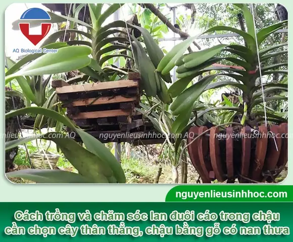 Hướng Dẫn Cách Trồng Lan Đuôi Cáo Từ A-Z: Trồng Chậu, Ghép Gỗ, Chăm Sóc Và Kích Hoa Rực Rỡ Cho Người Mới Hướng Dẫn Cách Trồng Lan Đuôi Cáo Từ A-Z: Trồng Chậu, Ghép Gỗ, Chăm Sóc Và Kích Hoa Rực Rỡ Cho Người Mới