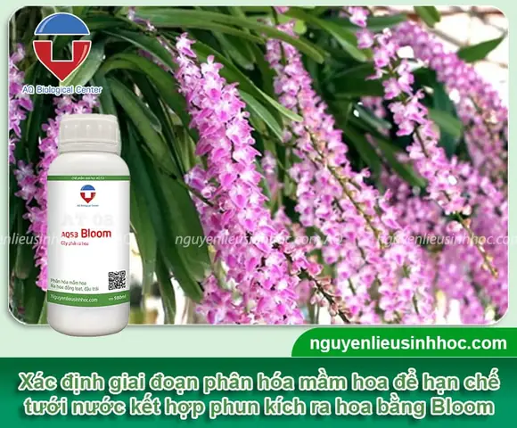 Hướng Dẫn Cách Trồng Lan Đuôi Cáo Từ A-Z: Trồng Chậu, Ghép Gỗ, Chăm Sóc Và Kích Hoa Rực Rỡ Cho Người Mới Hướng Dẫn Cách Trồng Lan Đuôi Cáo Từ A-Z: Trồng Chậu, Ghép Gỗ, Chăm Sóc Và Kích Hoa Rực Rỡ Cho Người Mới