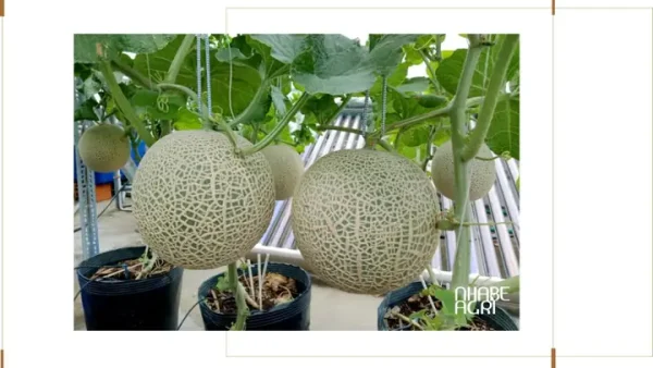 Hướng Dẫn Cách Trồng Dưa Lưới Chuẩn Kỵ Thuật Từ A-Z: Chọn Giống, Chăm Sóc Theo Giai Đoạn, Phòng Trừ Sâu Bệnh Cho 3 Mô Hình Trồng