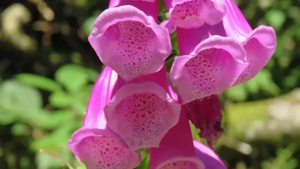 Hướng Dẫn Cách Trồng Dương Địa Hoàng (hoa Chuông Tím/digitalis Purpurea) Từ A-Z: Kỹ Thuật Gieo Hạt, Chăm Sóc & Cảnh Báo Độc Tính Quan Trọng