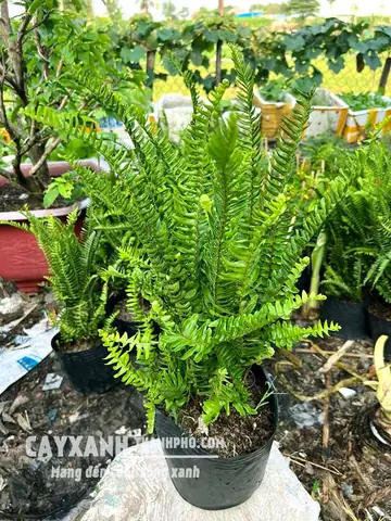 Hướng Dẫn Cách Trồng Cây Dương Xỉ Chi Tiết Từ A-Z: Chuẩn Bị, Quy Trình, Chăm Sóc & Xử Lý Sự Cố