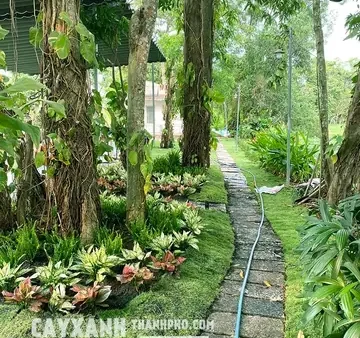 Hướng Dẫn Cách Trồng Cây Dương Xỉ Chi Tiết Từ A-Z: Chuẩn Bị, Quy Trình, Chăm Sóc & Xử Lý Sự Cố