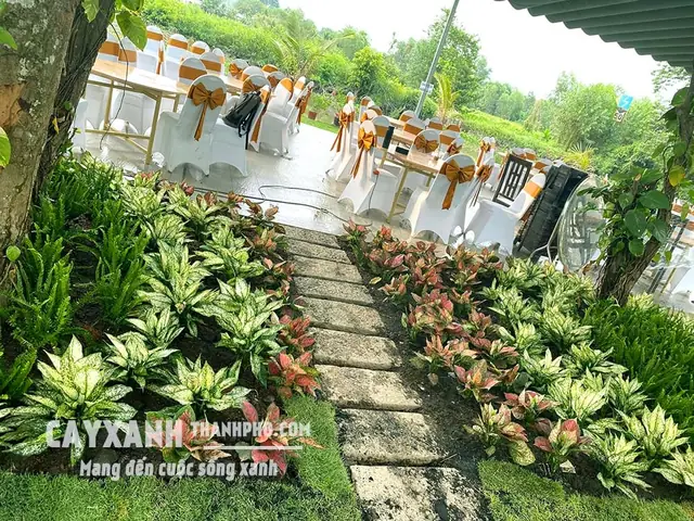 Hướng Dẫn Cách Trồng Cây Dương Xỉ Chi Tiết Từ A-Z: Chuẩn Bị, Quy Trình, Chăm Sóc & Xử Lý Sự Cố