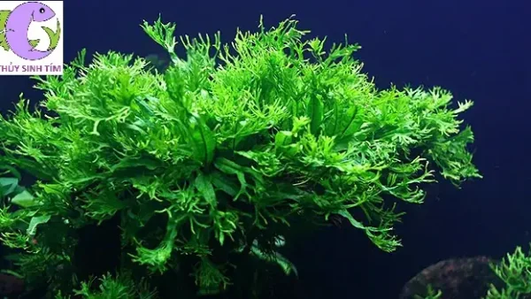 Cách Trồng Và Chăm Sóc Cây Dương Xỉ Sừng Hươu Hoàn Toàn Cho Người Mới